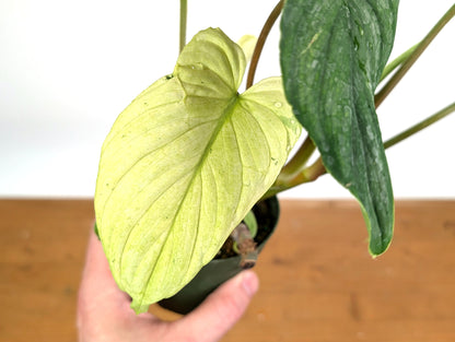 Ghost Mint Variegated Philodendron Mamei EXACT plant in 4 inch pot