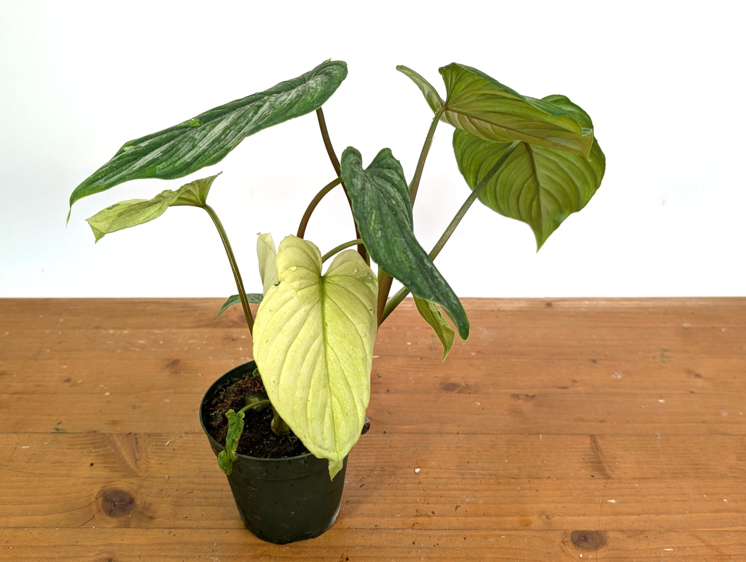 Ghost Mint Variegated Philodendron Mamei EXACT plant in 4 inch pot