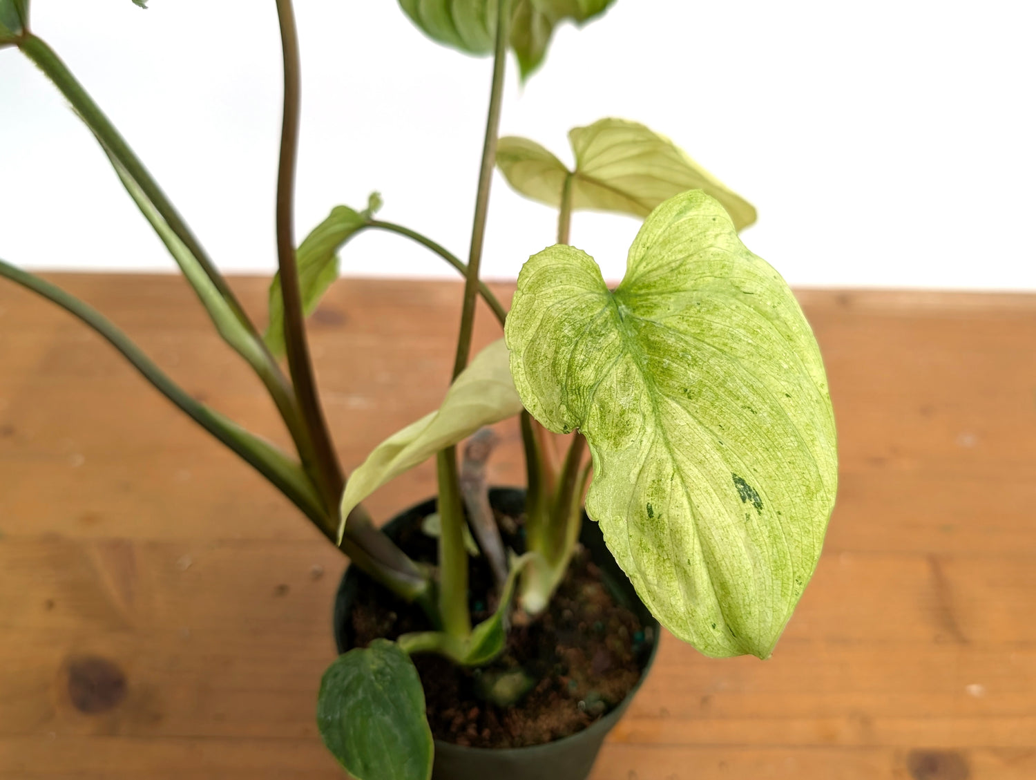 Ghost Mint Variegated Philodendron Mamei EXACT plant in 4 inch pot