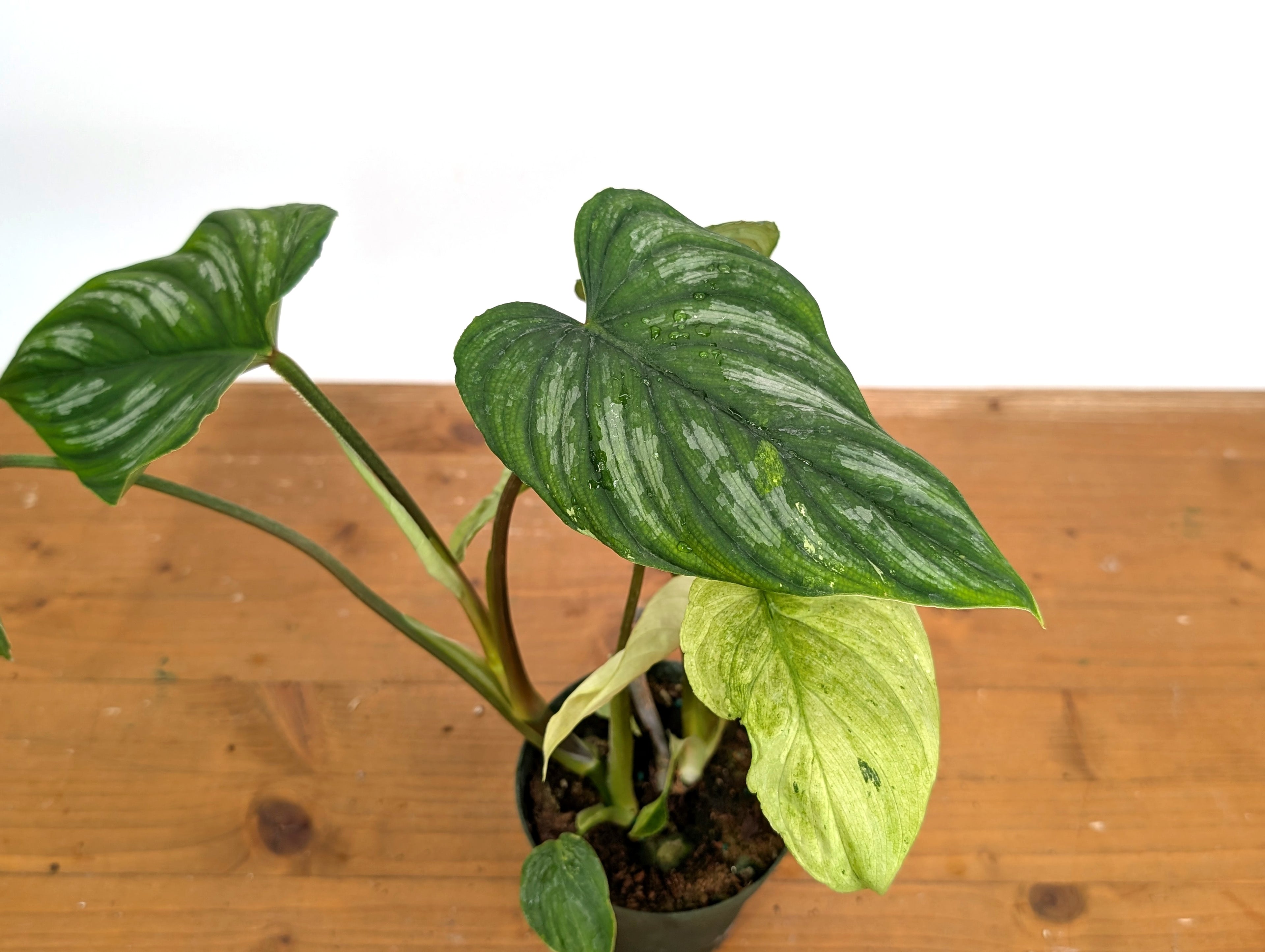 Ghost Mint Variegated Philodendron Mamei EXACT plant in 4 inch pot