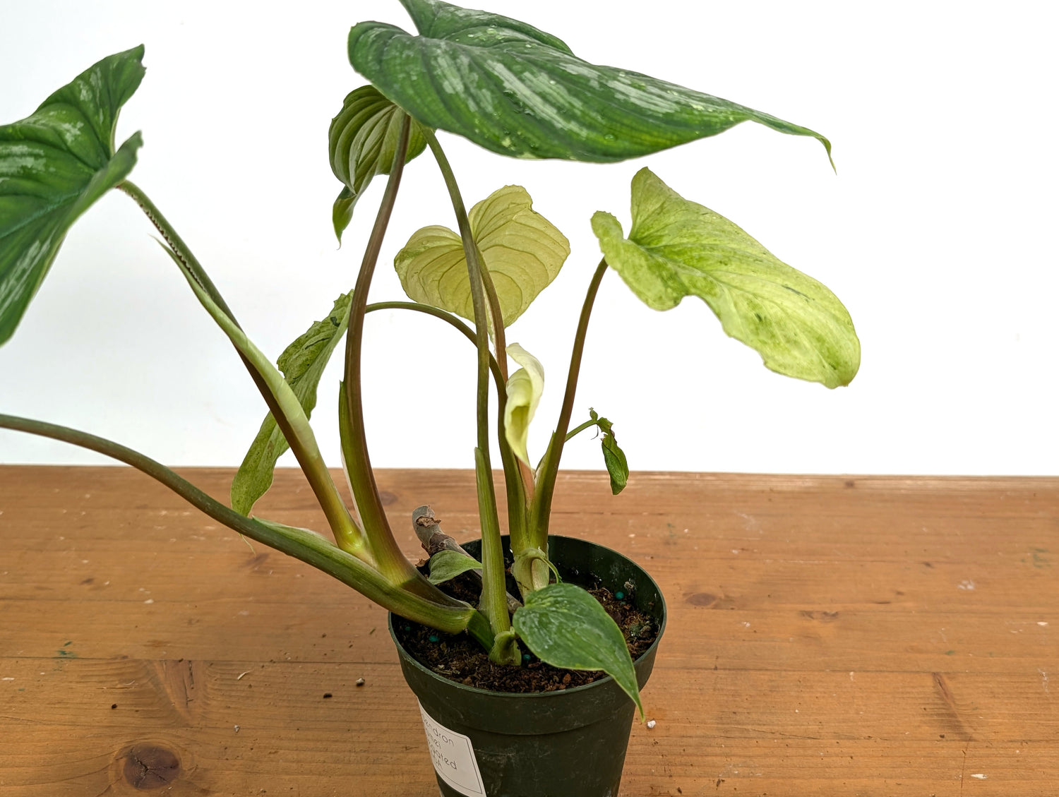 Ghost Mint Variegated Philodendron Mamei EXACT plant in 4 inch pot