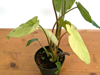 Ghost Mint Variegated Philodendron Mamei EXACT plant in 4 inch pot