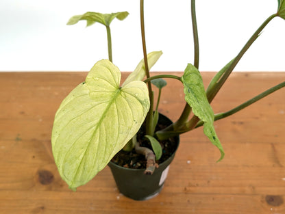 Ghost Mint Variegated Philodendron Mamei EXACT plant in 4 inch pot