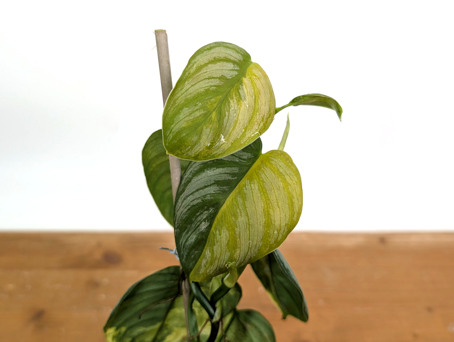 Variegated Philodendron Brandtianum EXACT plant in 4 inch pot 