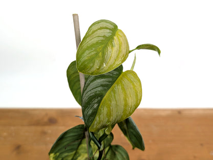 Variegated Philodendron Brandtianum EXACT plant in 4 inch pot 