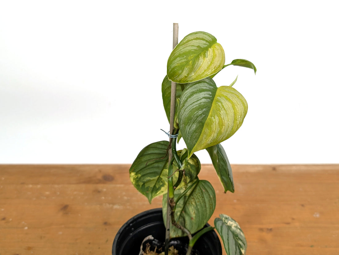 Variegated Philodendron Brandtianum EXACT plant in 4 inch pot 