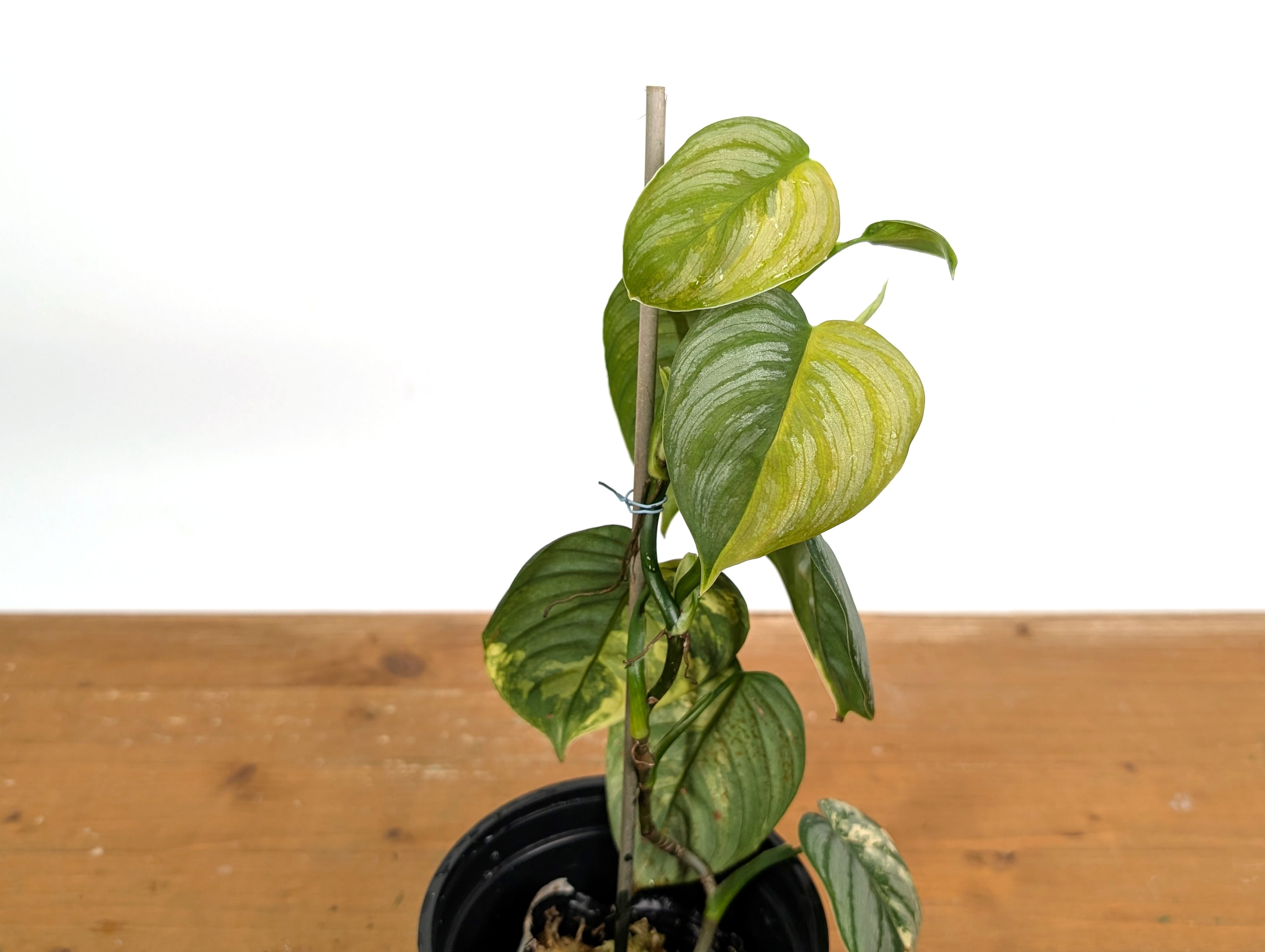 Variegated Philodendron Brandtianum EXACT plant in 4 inch pot 