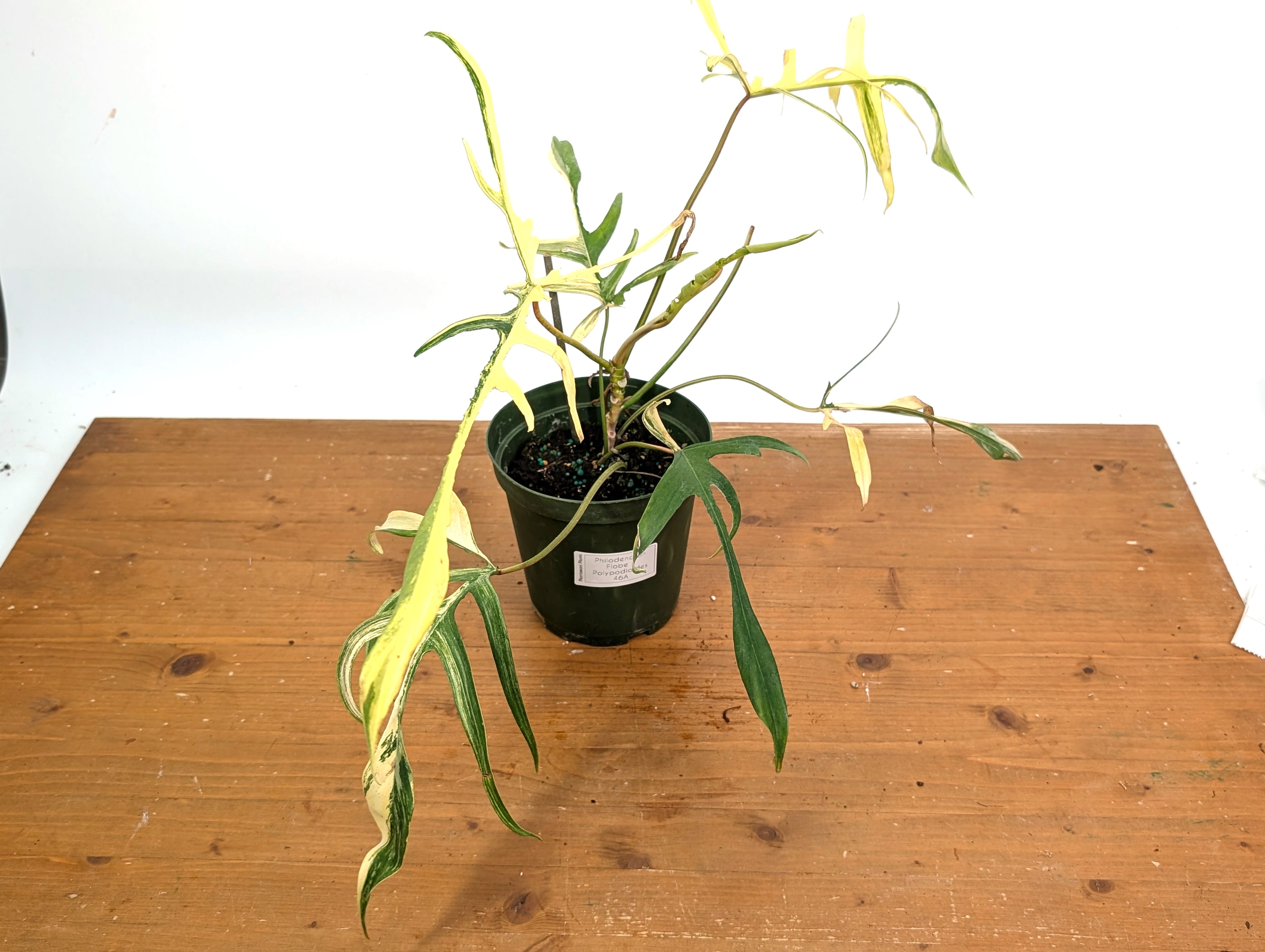 Variegated Philodendron Florida Beauty x Polypodioides - Exact Plant Pictured