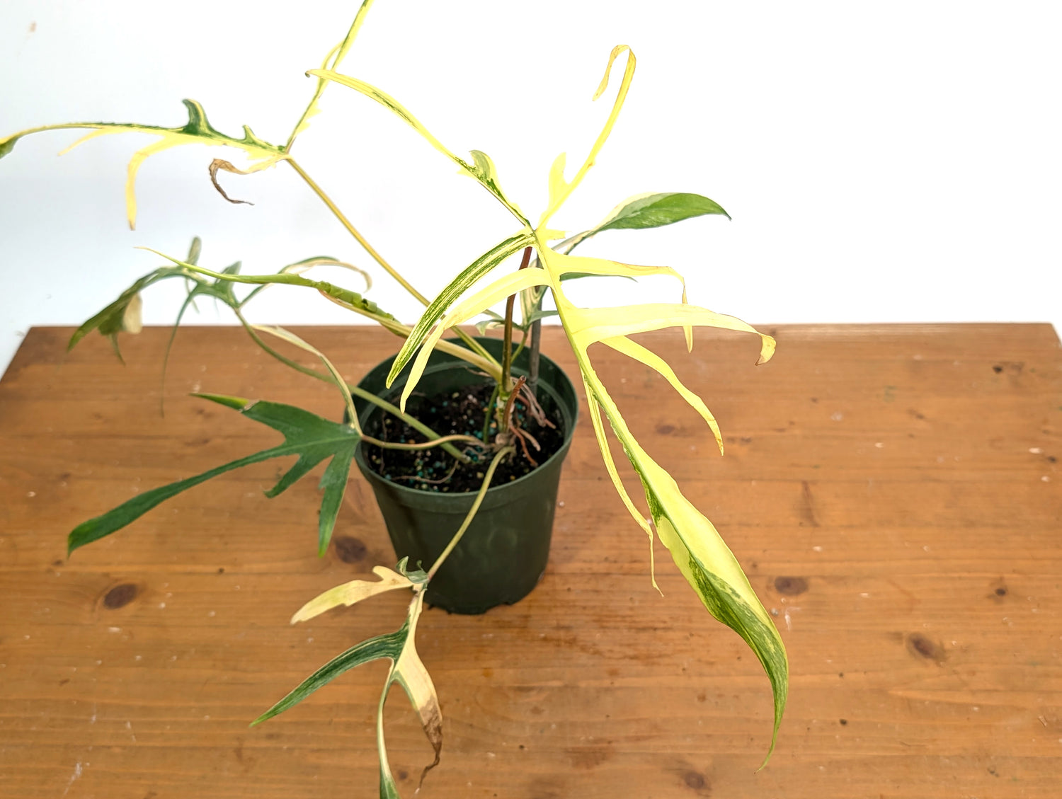 Variegated Philodendron Florida Beauty x Polypodioides - Exact Plant Pictured