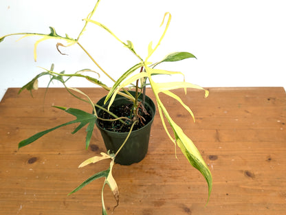 Variegated Philodendron Florida Beauty x Polypodioides - Exact Plant Pictured