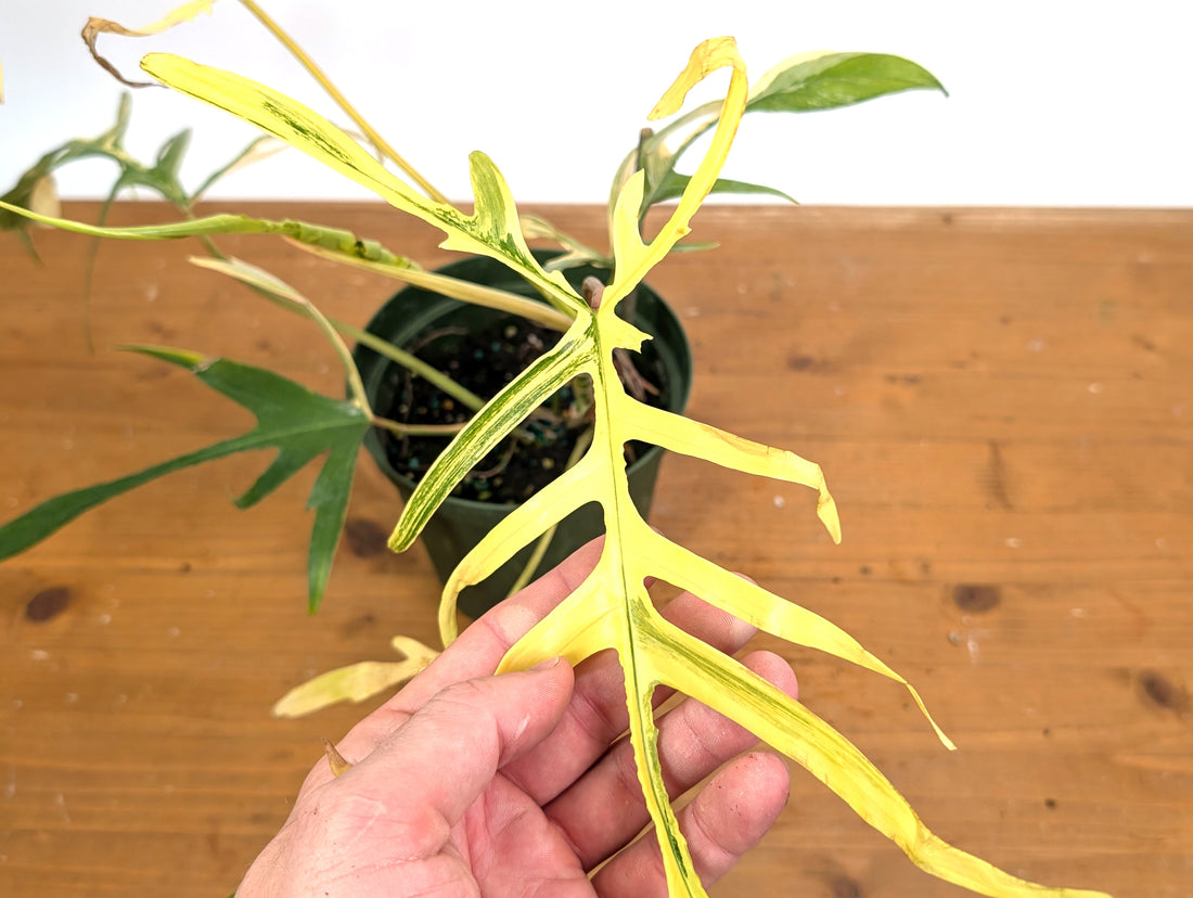 Variegated Philodendron Florida Beauty x Polypodioides - Exact Plant Pictured