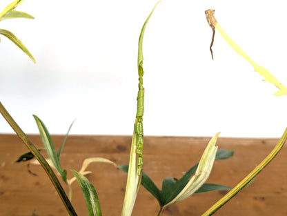 Variegated Philodendron Florida Beauty x Polypodioides - Exact Plant Pictured
