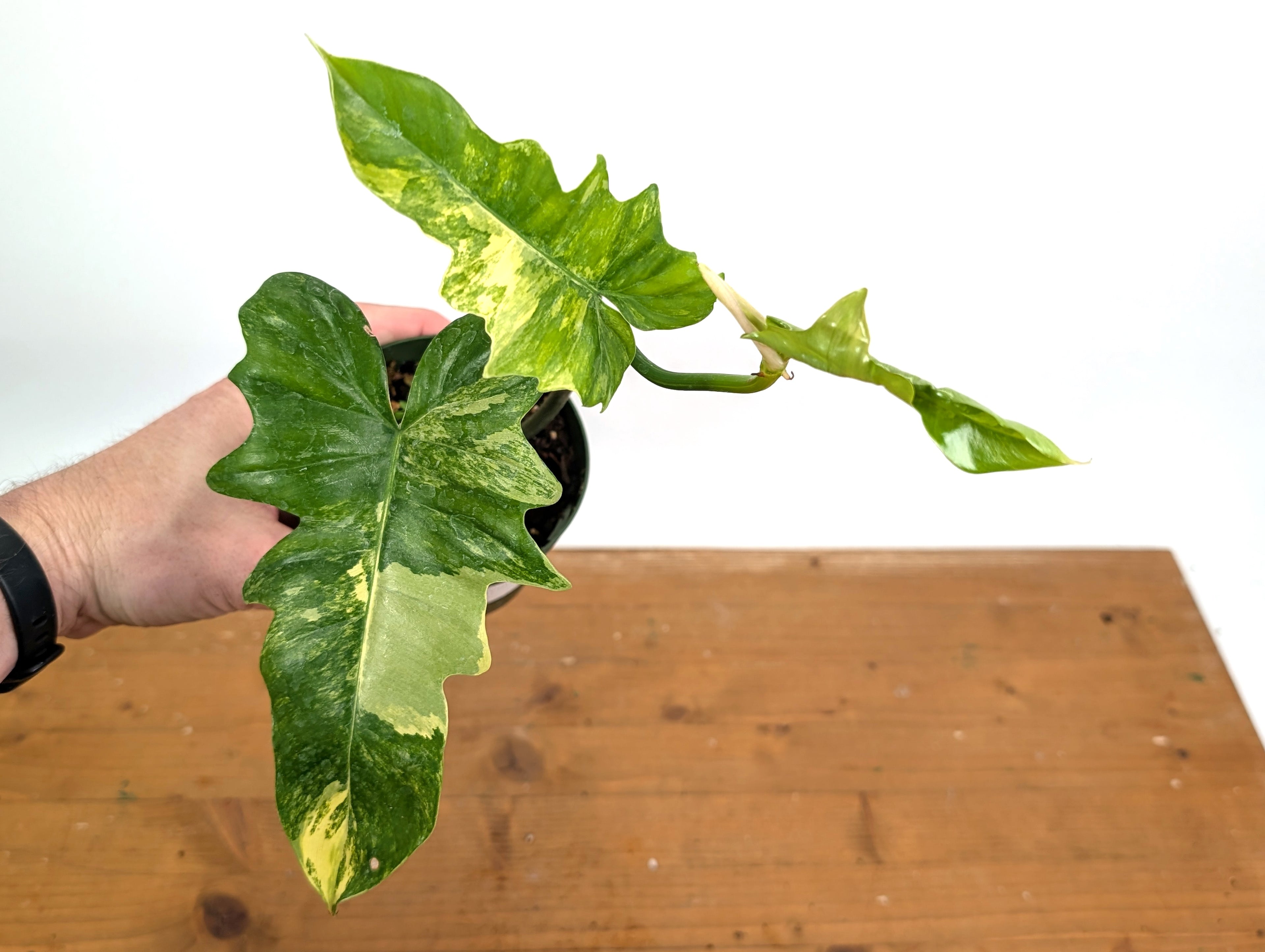 Variegated Philodendron Florida Beauty x Mayoi - Exact 