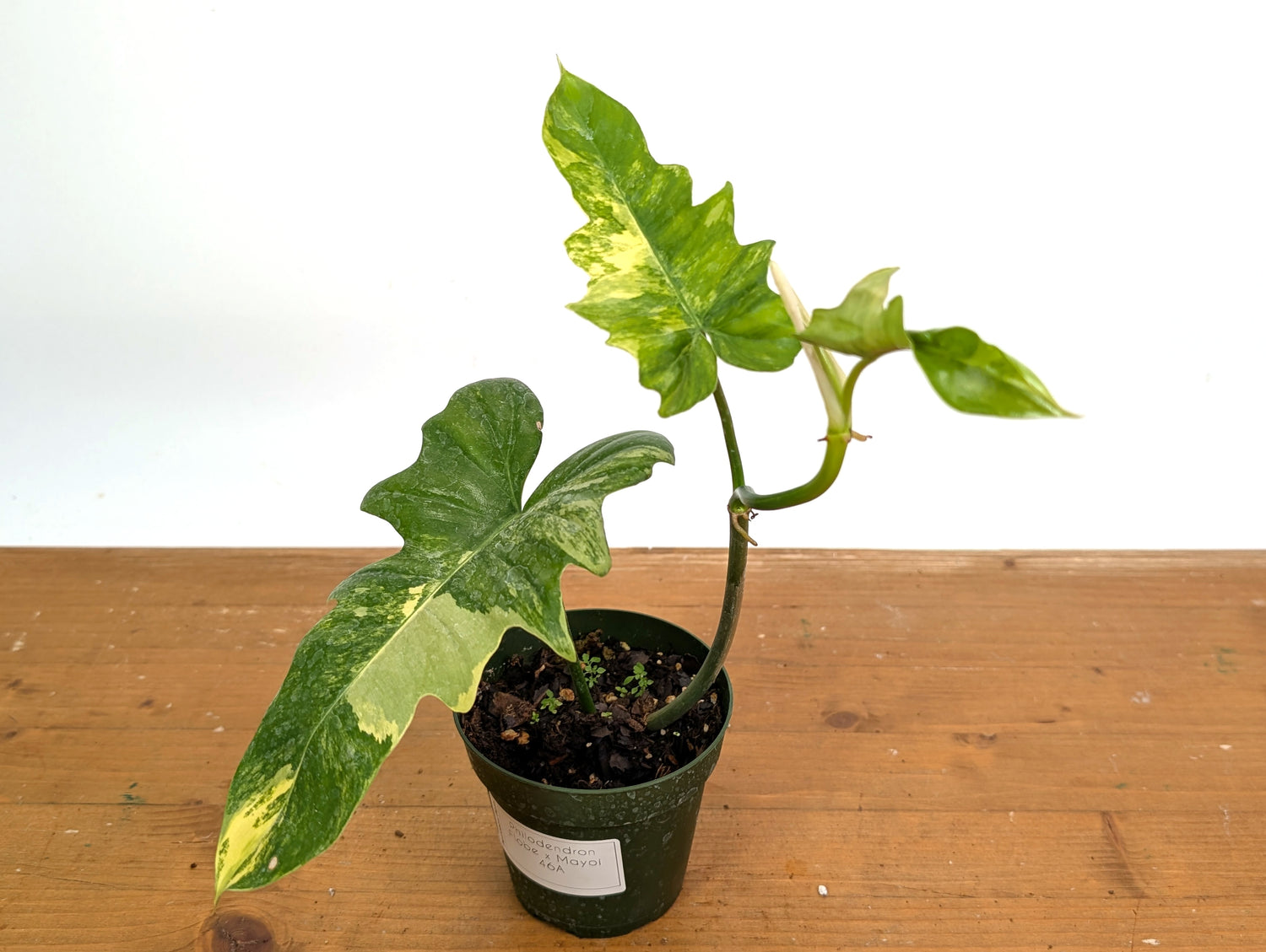 Variegated Philodendron Florida Beauty x Mayoi - Exact 