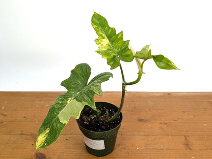 Variegated Philodendron Florida Beauty x Mayoi - Exact 