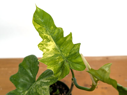 Variegated Philodendron Florida Beauty x Mayoi - Exact 