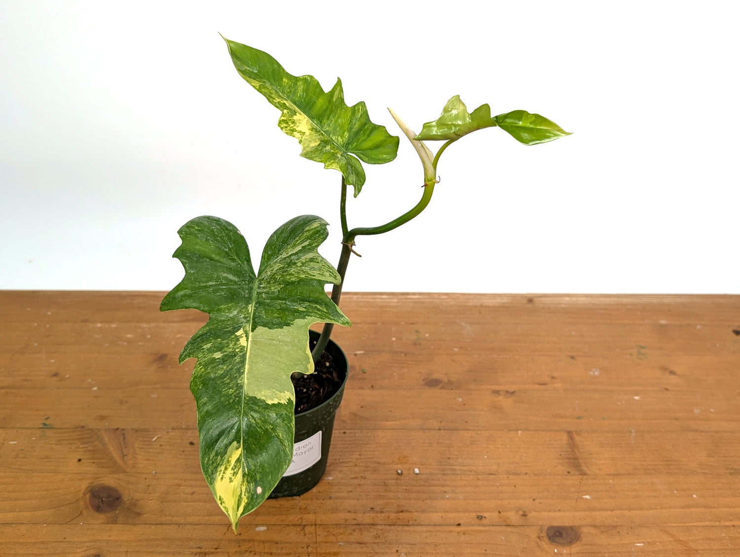 Variegated Philodendron Florida Beauty x Mayoi - Exact 
