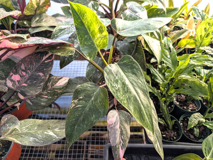 Philodendron Pink Princess &