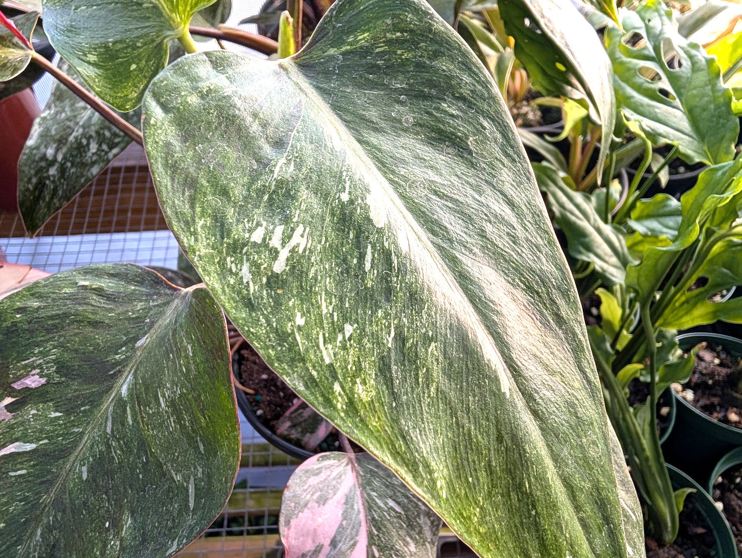 Philodendron Pink Princess &