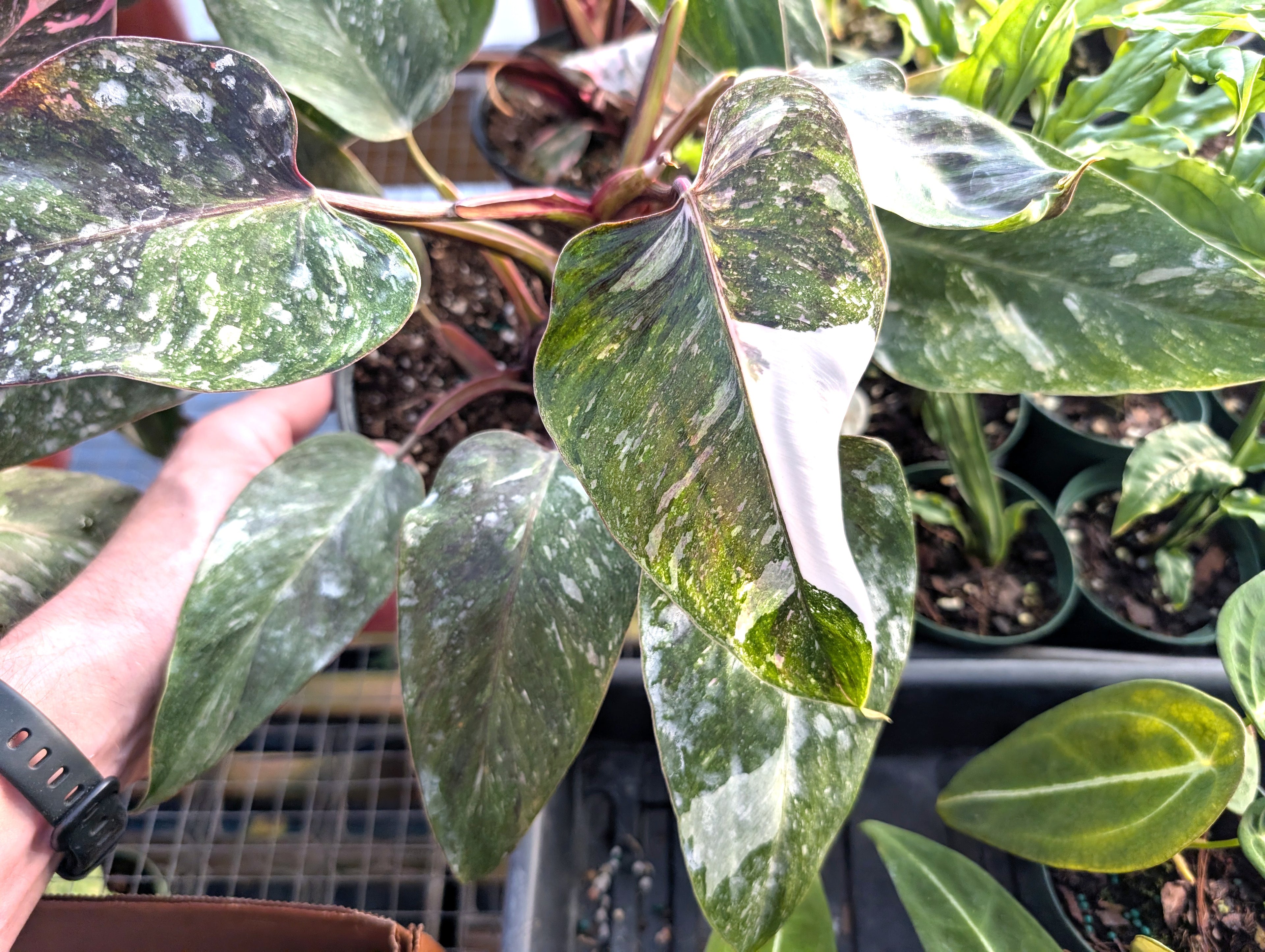 Philodendron Pink Princess &