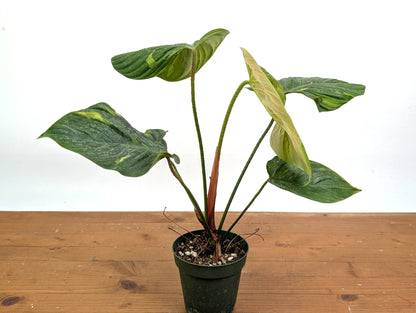 EXACT Variegated Philodendron Fuzzy Petiole 