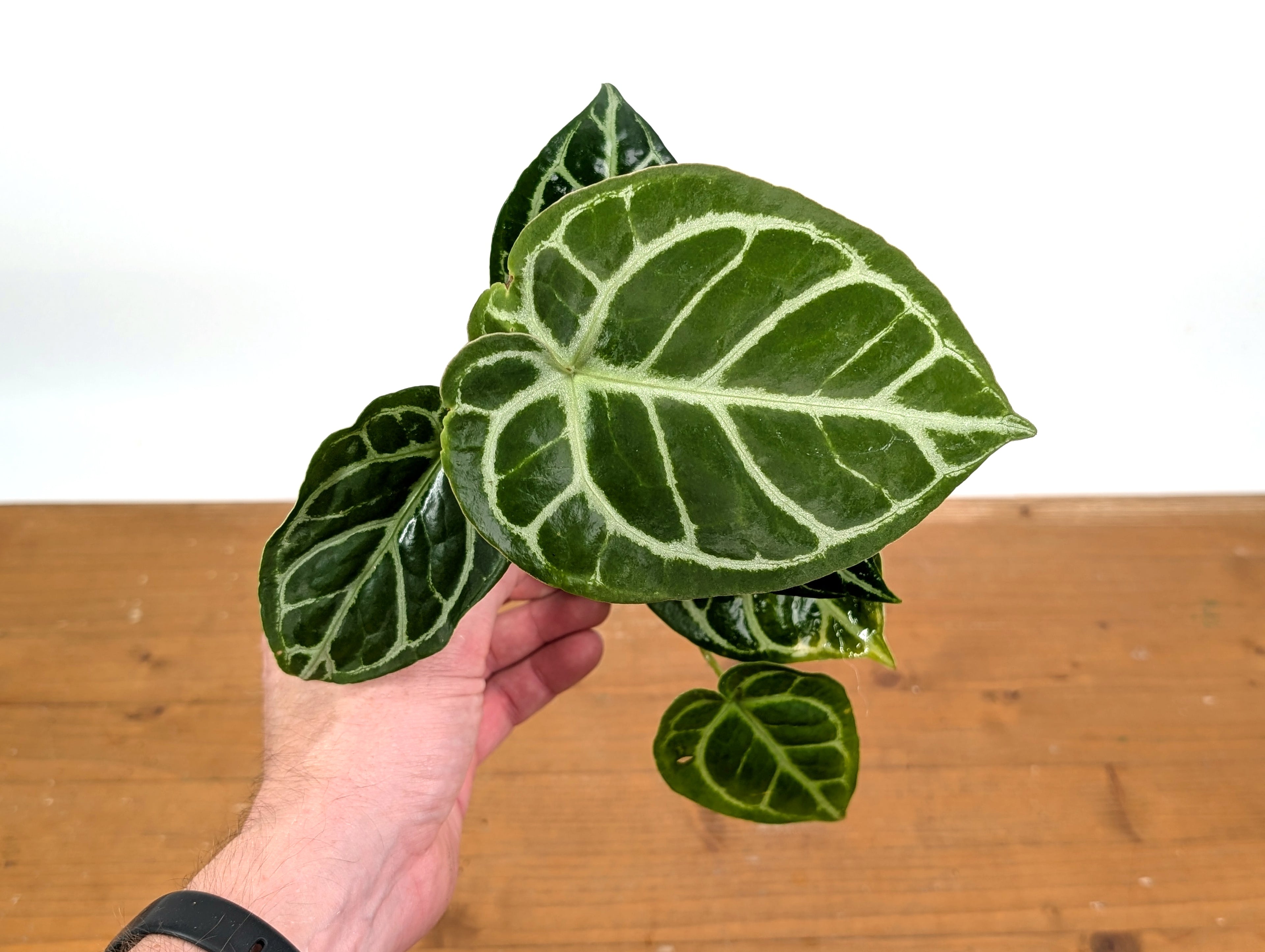 Anthurium Crystallinum x Forgetii