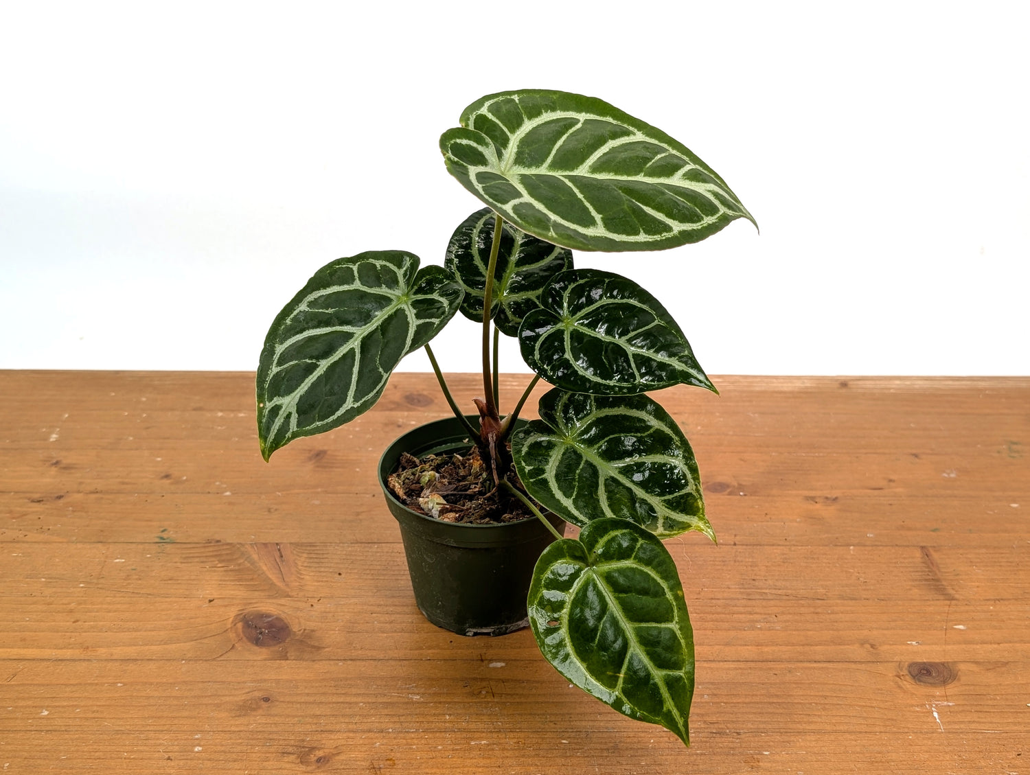 Anthurium Crystallinum x Forgetii