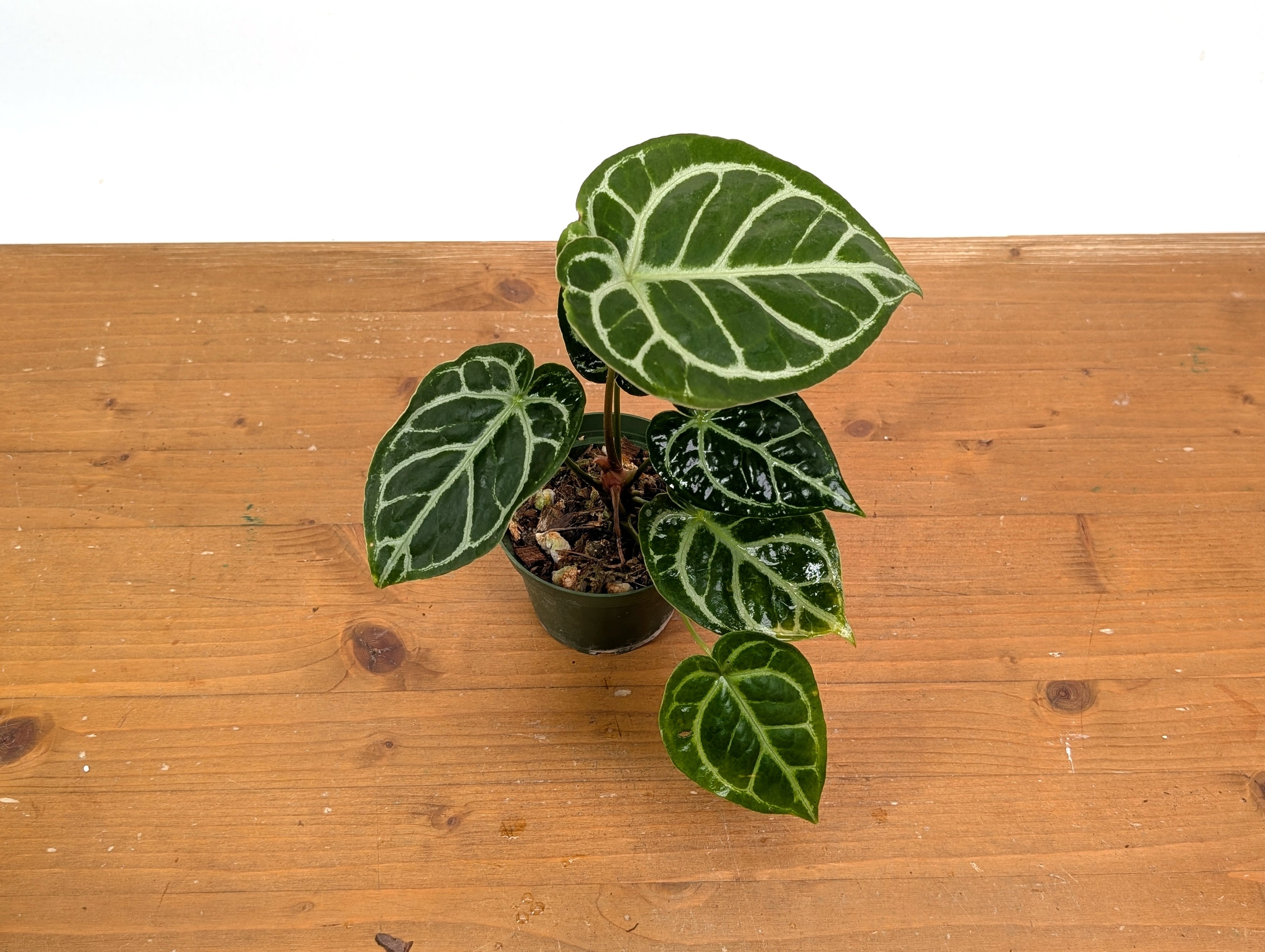 Anthurium Crystallinum x Forgetii