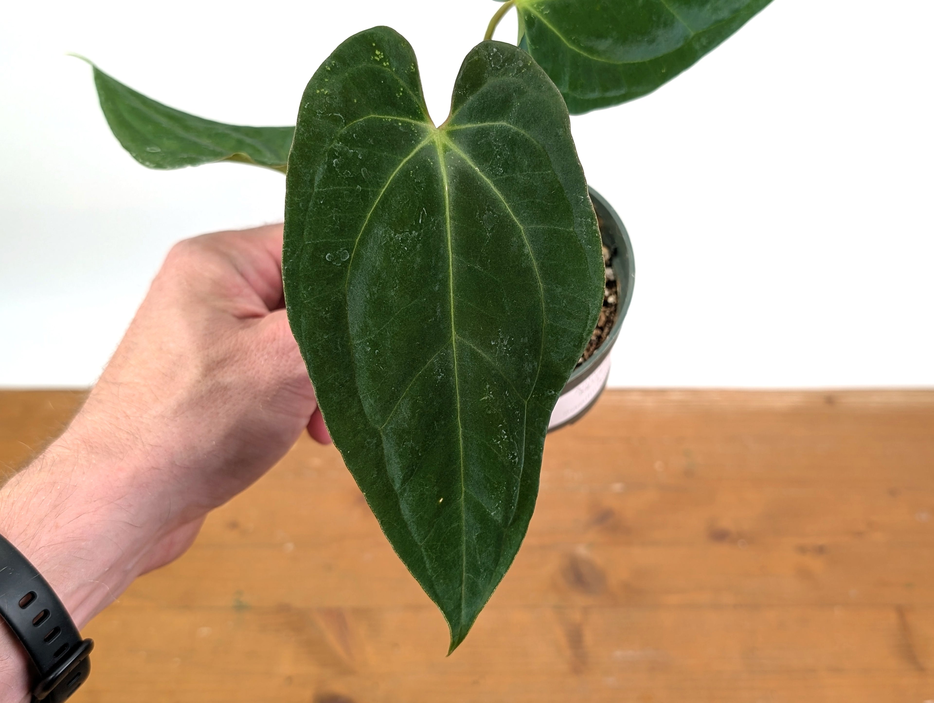 Anthurium Besseae x Papillilaminum