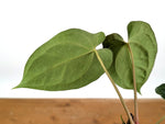 Anthurium Besseae x Papillilaminum