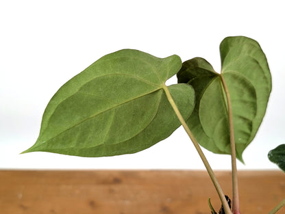 Anthurium Besseae x Papillilaminum