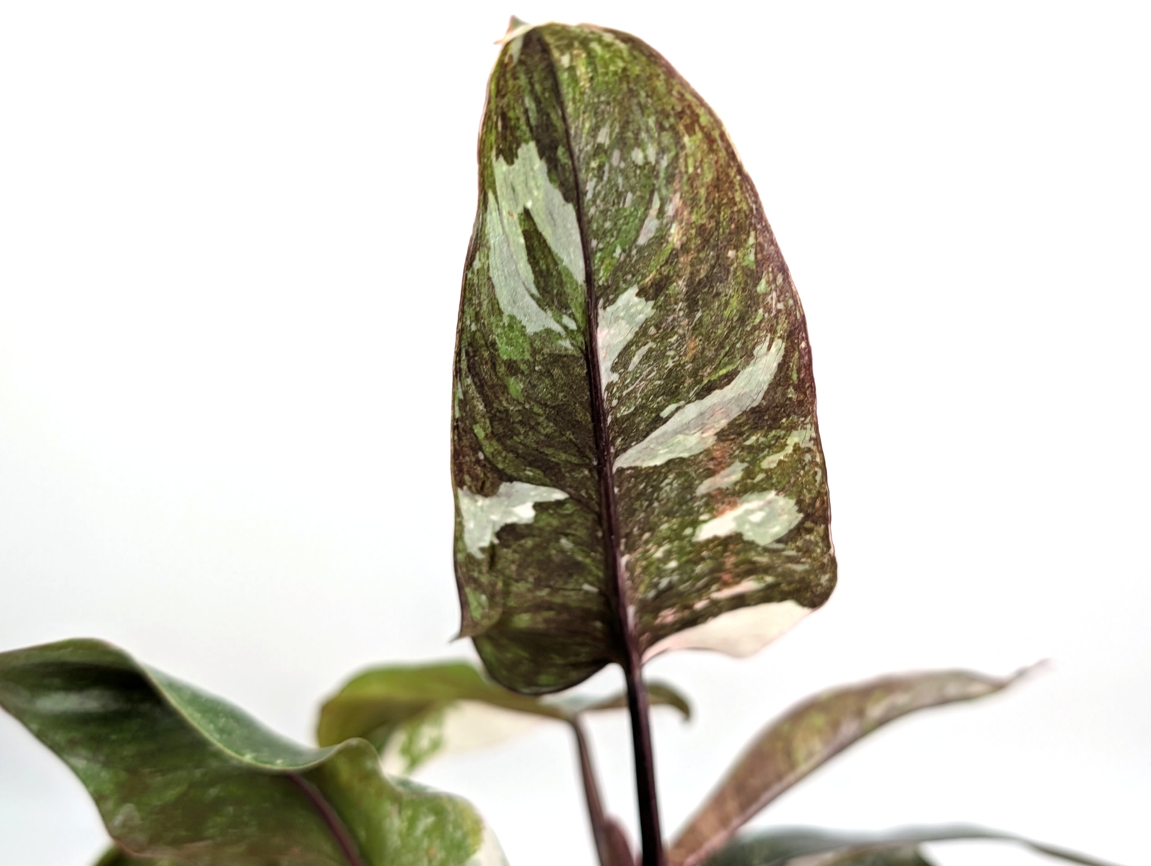 Philodendron Pink Princess &