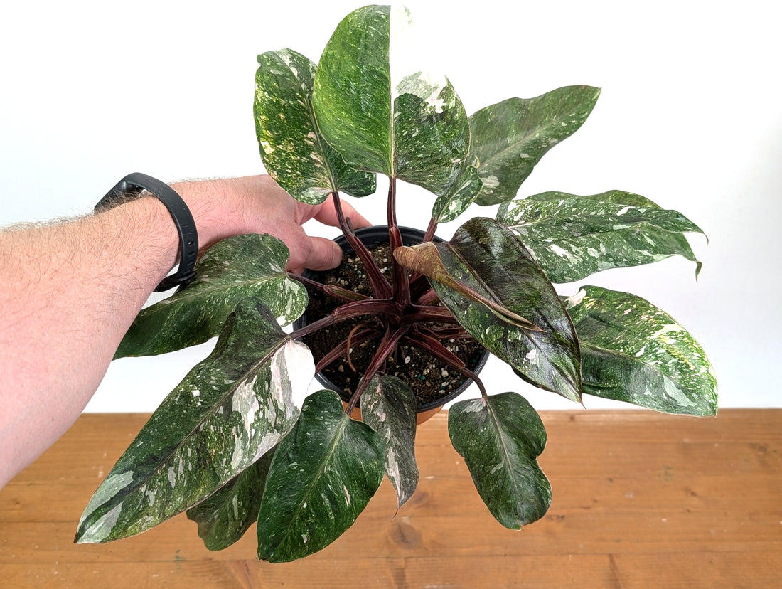 Philodendron Pink Princess &