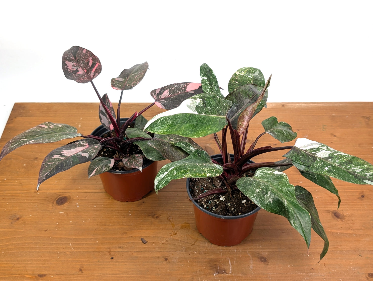 Philodendron Pink Princess &