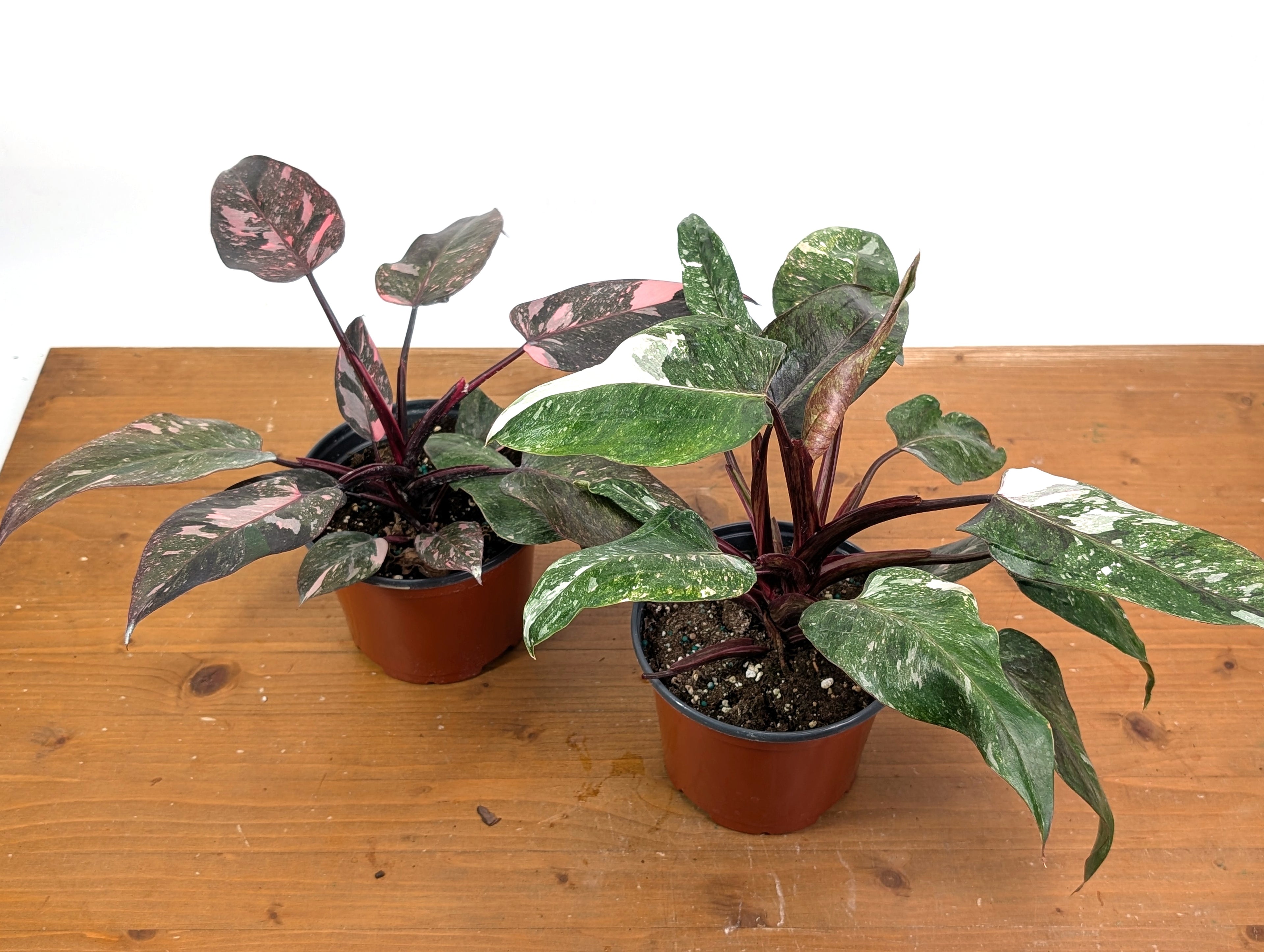 Philodendron Pink Princess &