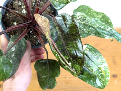 Philodendron Pink Princess &