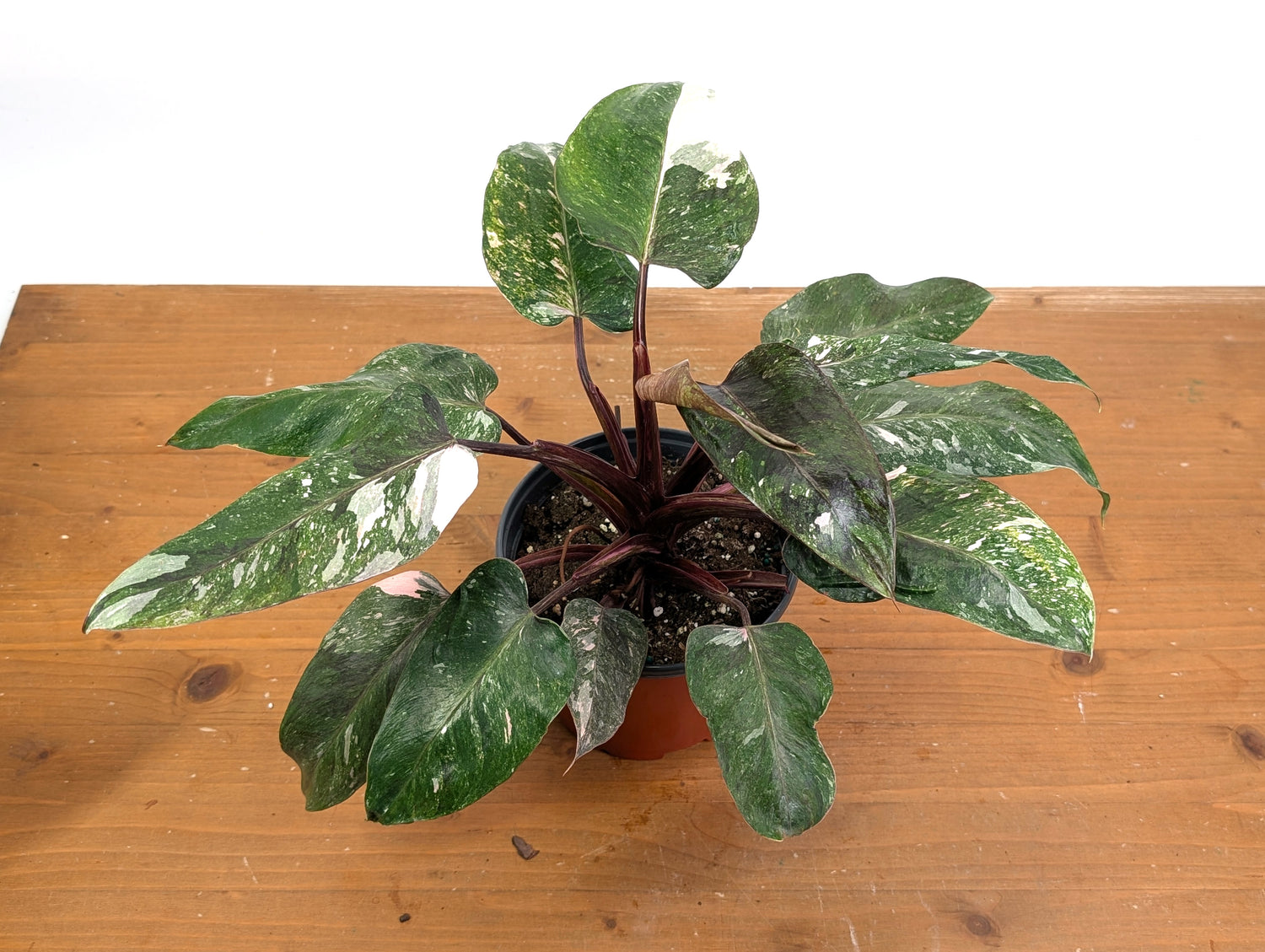 Philodendron Pink Princess &