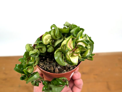 Hoya Compacta Inner Variegated &