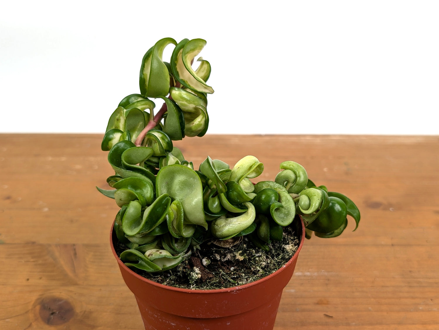 Hoya Compacta Inner Variegated &