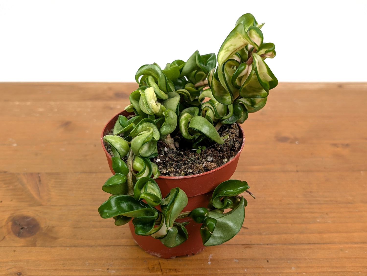 Hoya Compacta Inner Variegated &