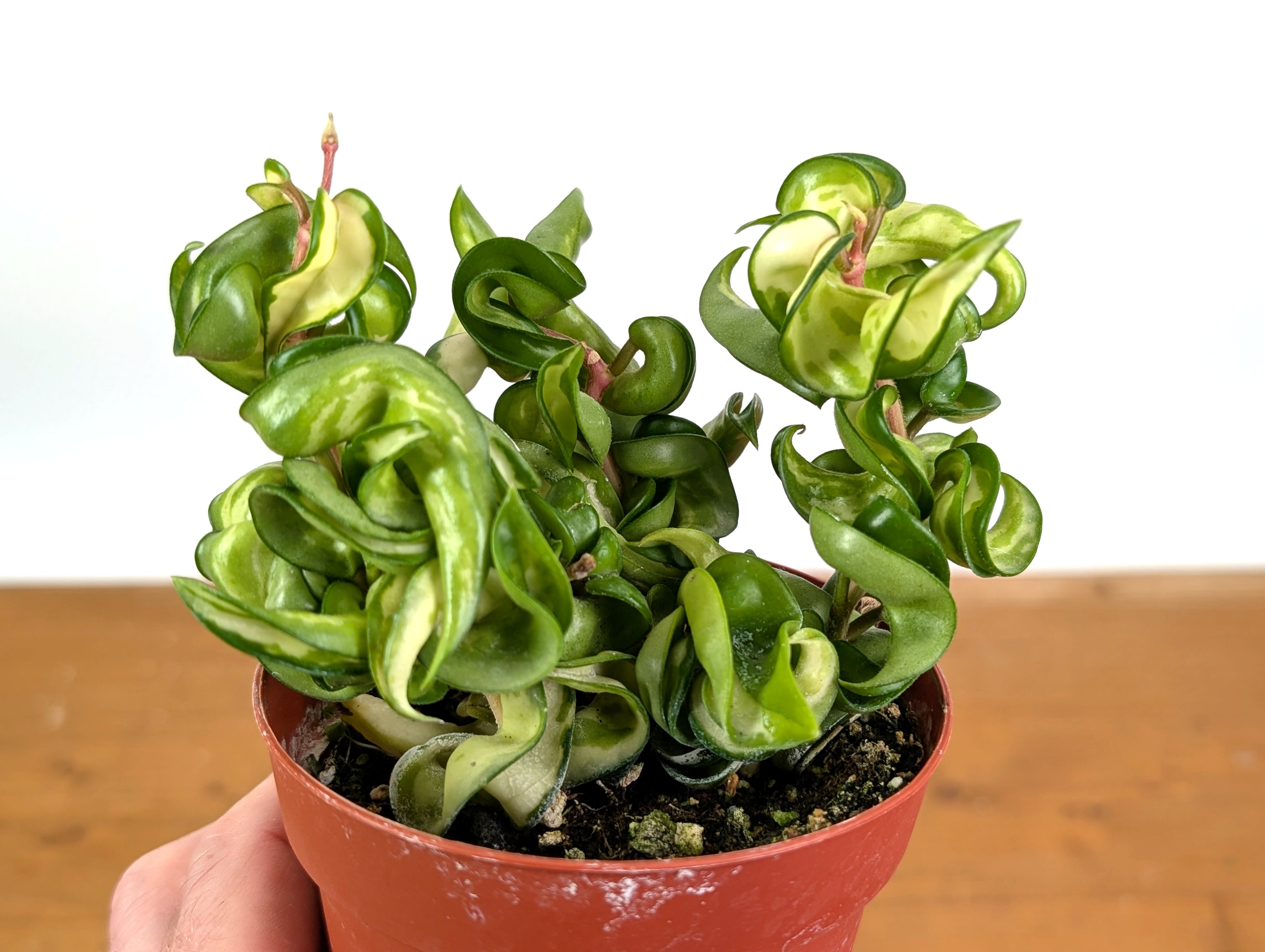 Hoya Compacta Inner Variegated &