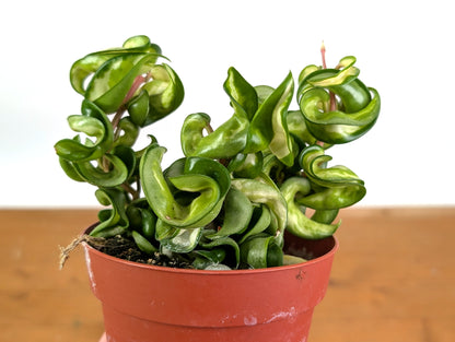 Hoya Compacta Inner Variegated &