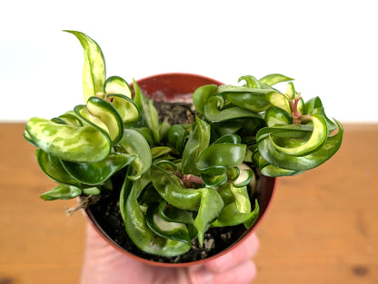 Hoya Compacta Inner Variegated &