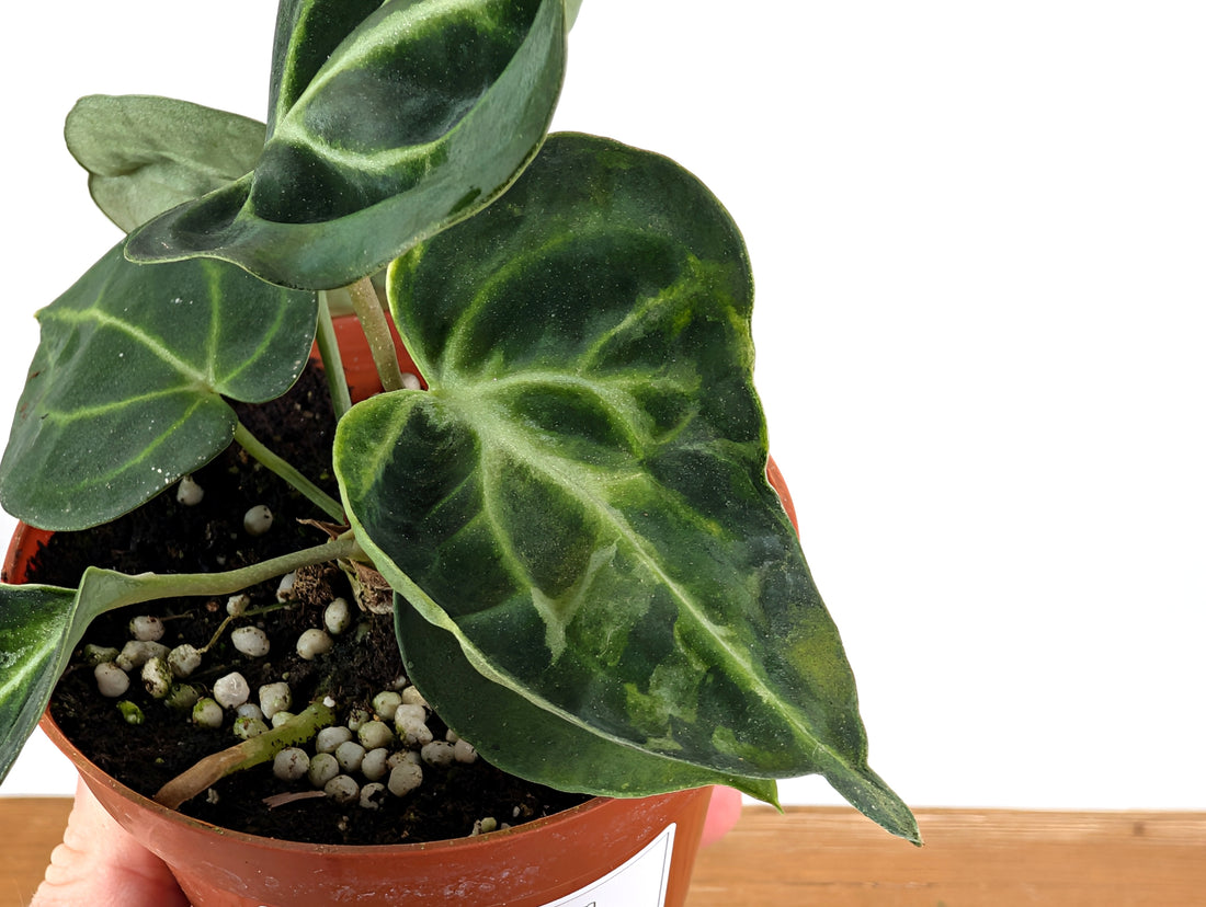 Anthurium Clarinervium Variegated Exact Plant 