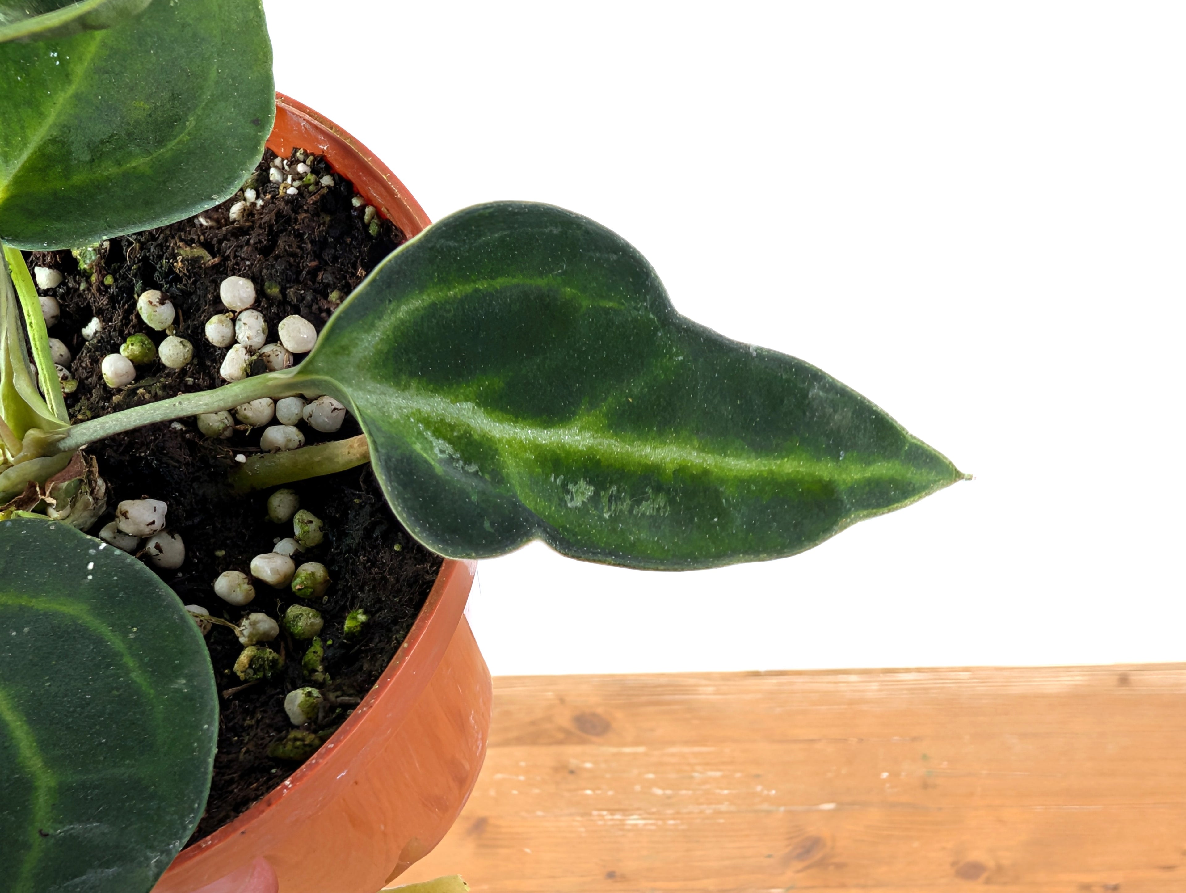 Anthurium Clarinervium Variegated Exact Plant 