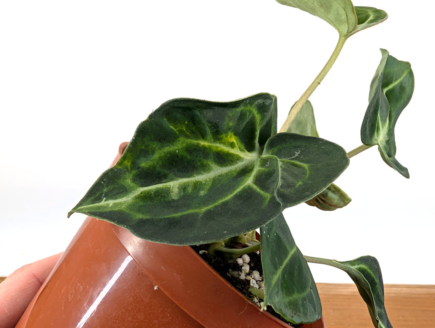 Anthurium Clarinervium Variegated Exact Plant 