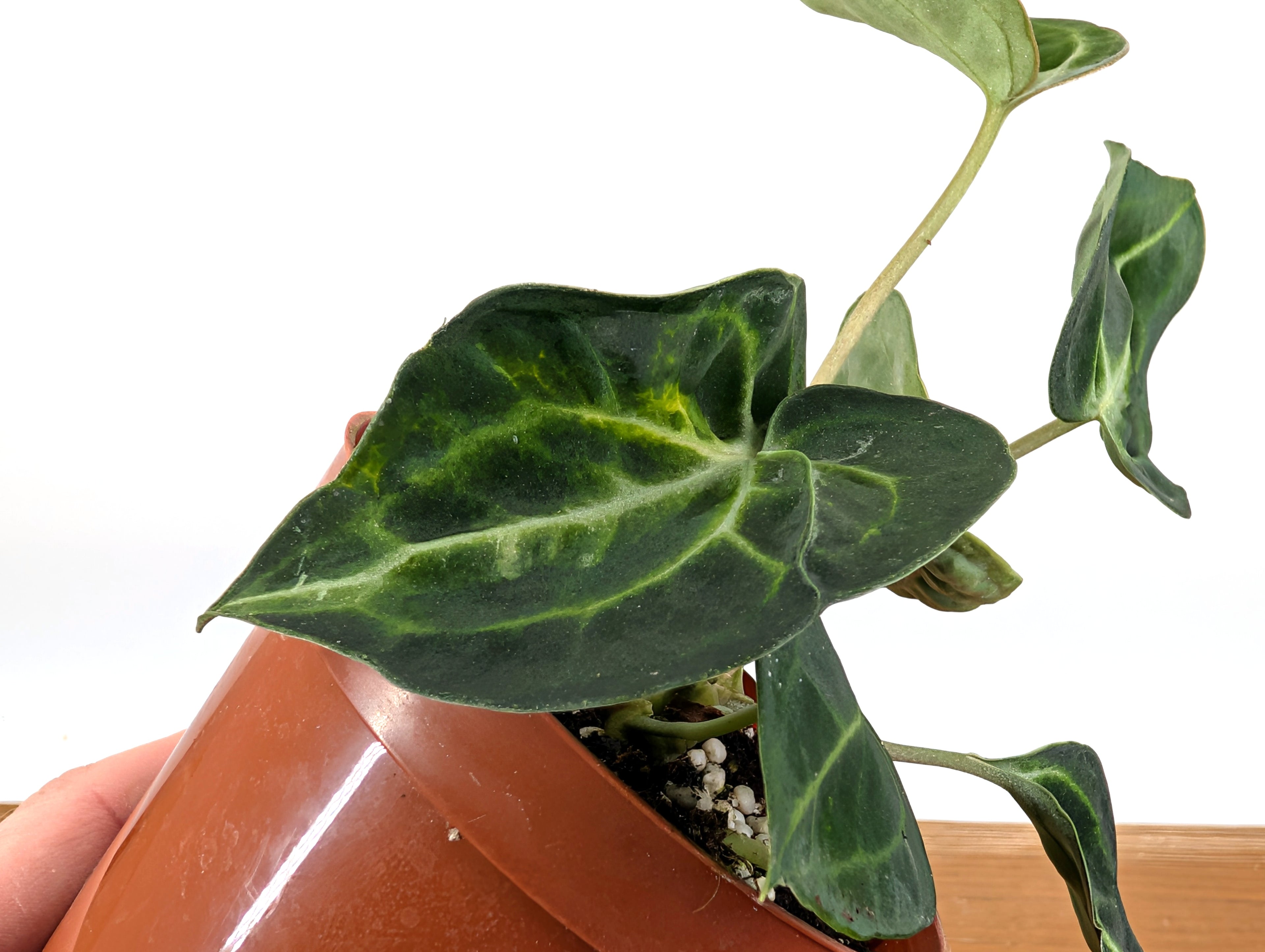 Anthurium Clarinervium Variegated Exact Plant 