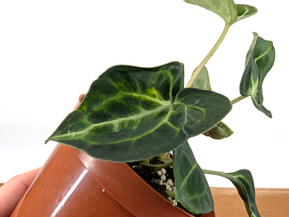 Anthurium Clarinervium Variegated Exact Plant 