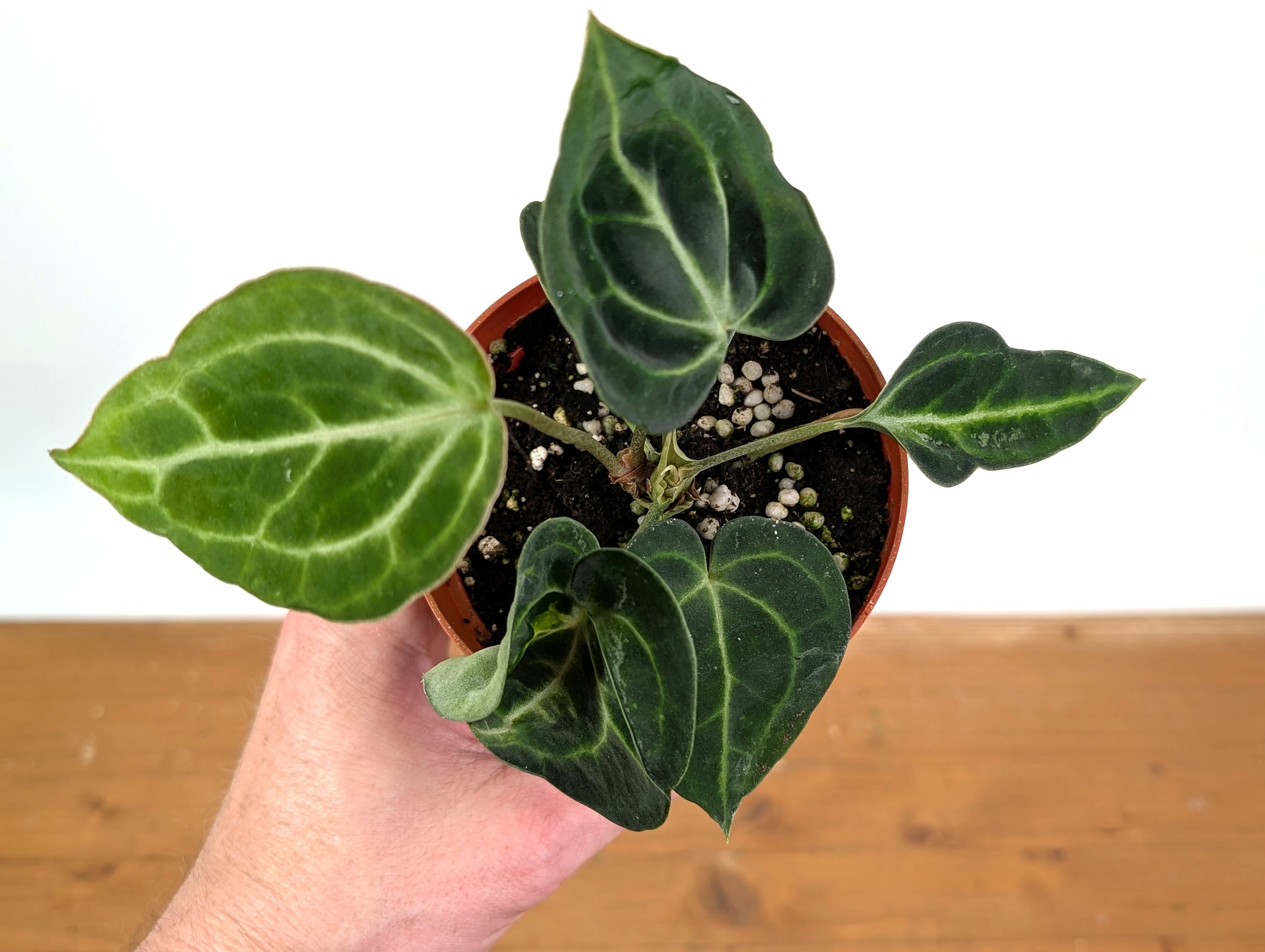 Anthurium Clarinervium Variegated Exact Plant 