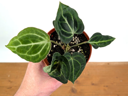 Anthurium Clarinervium Variegated Exact Plant 